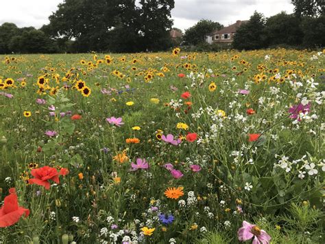 Wild flowers in West London. | Henry Rzepa's Blog