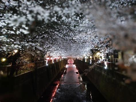 Meguro river cherry blossoms promenade