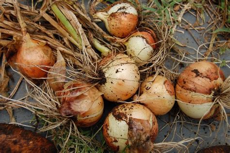 Harvesting Onions - When And How To Harvest Onions | Gardening Know How