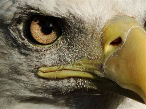 Bald Eagle Eye Photograph by Liz Vernand - Pixels