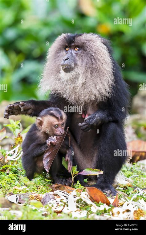 Lion-tailed macaque or Macaca silenus and her baby at Annamalai Hills ...