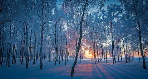 1080x2340px | free download | HD wallpaper: morning, winter, ice, snow, cold, trees, sunlight ...