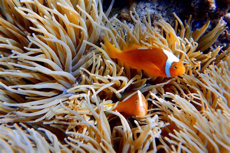 Habitat Of A Clownfish - Unique Fish Photo