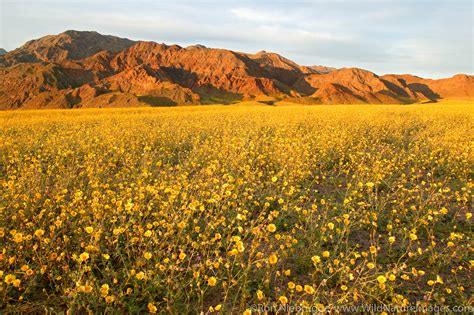 Hairy Desert Sunflowers | Death Valley National Park, California. | Photos by Ron Niebrugge