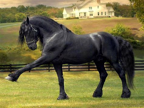 Free download Friesian Horse Wallpaper Friesian stallion [900x675] for ...