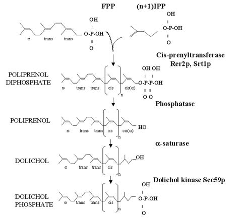 Impact of Yeast Glycosylation Pathway on Cell Integrity and Morphology | IntechOpen