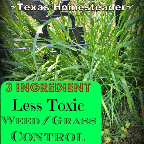 3 Simple Ingredients for Less Toxic Weed Control - Texas Homesteader