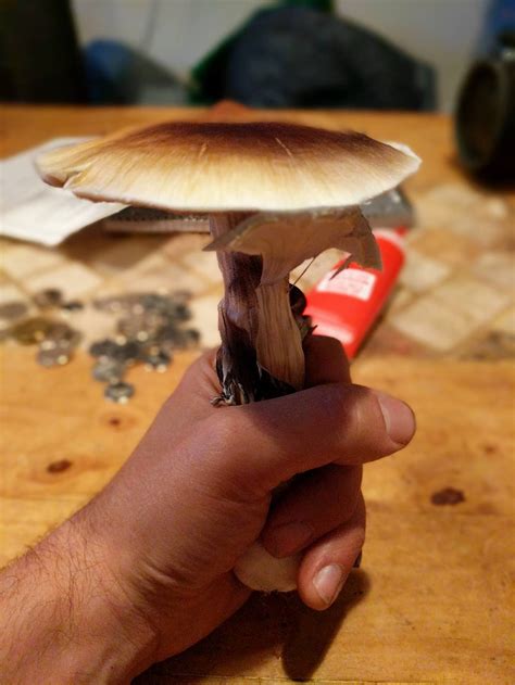 Anyone know where to buy Micropore tape in Canada? - Mushroom Cultivation - Shroomery Message Board