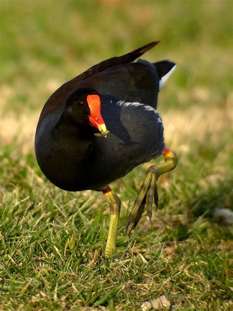 Identification of Tidal Marsh Bird Focal Areas in Bird Conservation ...