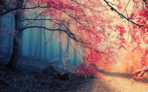 Pink leaf tree HD wallpaper | Wallpaper Flare