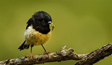 The New Zealand tomtit is a sweet little nugget - Australian Geographic