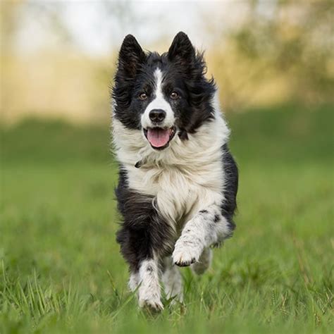 Border Collie Dog Breed Facts & Information | Rover.com