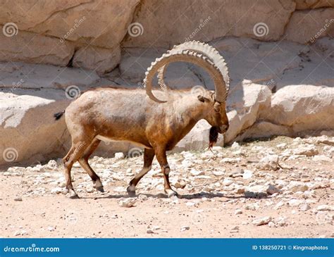 Nubian Ibex Walking Boldly Showing Off those Impressive Horns in the Desert Stock Image - Image ...