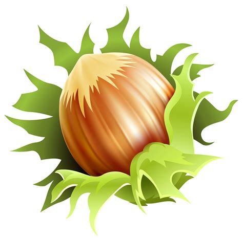 Hazelnut PNG Images Transparent Free Download