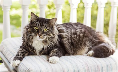 maine coon charakter - DrBeckmann