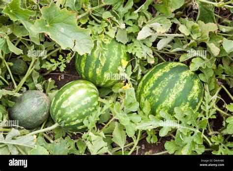 Watermelon and Melon in a vegetable garden Stock Photo: 67098962 - Alamy