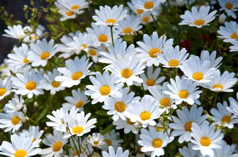 Download White Flowers With Yellow Centers | Wallpapers.com