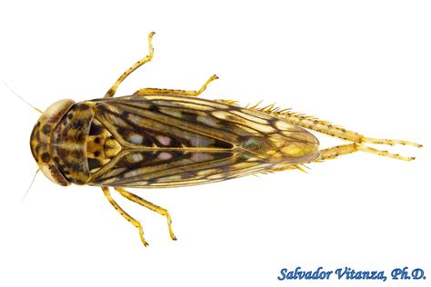 Hemiptera-Auchenorrhyncha-Cicadellidae-Ollarianus-Leafhoppers (A ...