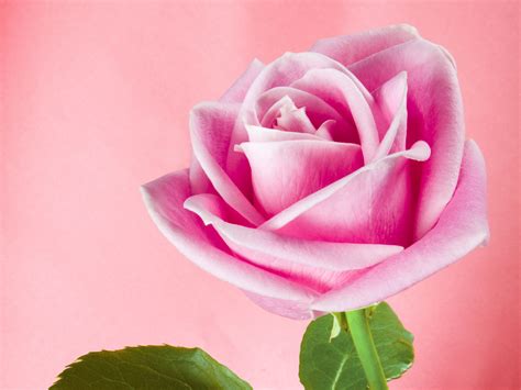 Pretty Pink Roses - Roses Wallpaper (34610934) - Fanpop - Page 9