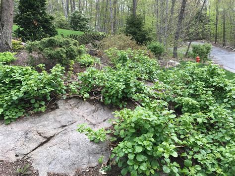 Pruning of Climbing Hydrangea | Mittra Productive Landscapes