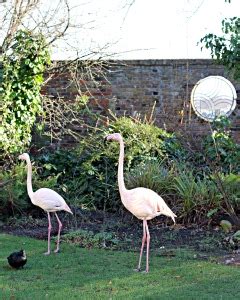 Flamingos at the Roof Gardens – Chef's Kiss!