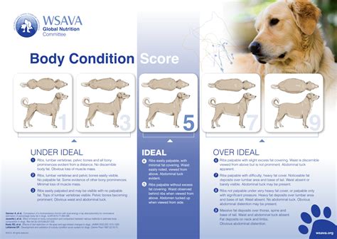 Body Condition Score - how to determine if your dog is in healthy shap…