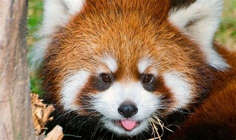 Red Panda Facts: Animals of Asia - WorldAtlas.com