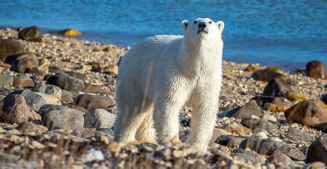 Churchill Polar Bear Tours | Natural Habitat Adventures