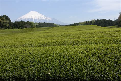 Shizuoka: 10 Best Things to Do in 2020 - Japan Web Magazine