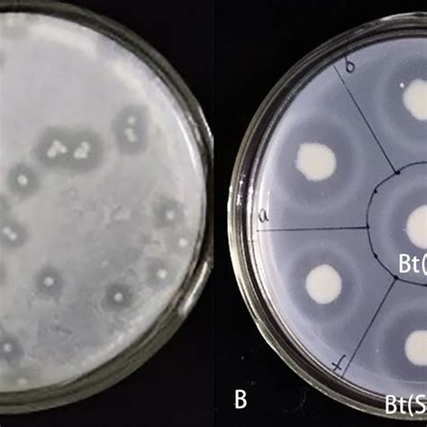 Spore formation in sporulation medium of the two strains. Sporulation ...