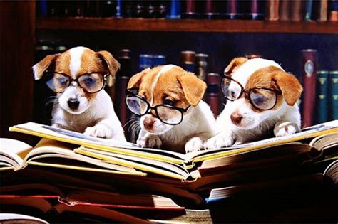 ¿Amas a los perros? Esta lista de libros te encantará | Cute dogs, Dogs, Cute puppies