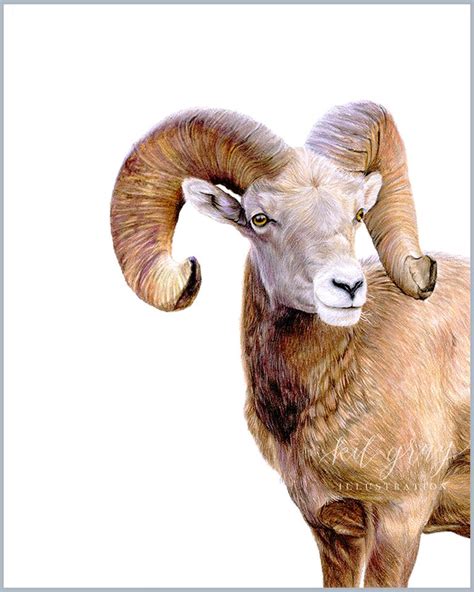 Bighorn Sheep in Colored Pencil, 8" x 10" original Colored Pencil ...