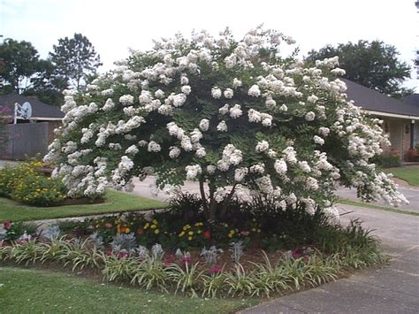 Dwarf Ornamental Trees For Landscaping — Randolph Indoor and Outdoor Design