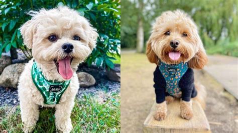 Shih Poo Archives - Poodle Mix Club