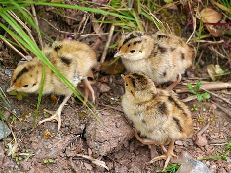 Baby Grouse Nature Rarely - Free photo on Pixabay