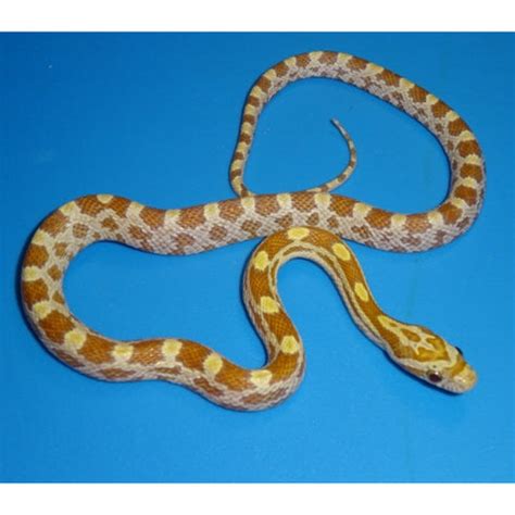 Gold Dust Corn Snakes – Big Apple Pet Supply