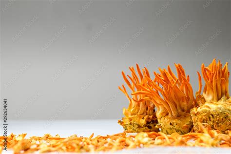 Cordyceps militaris Stock Photo | Adobe Stock