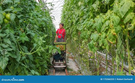 Tomato Grower Harvesting Tomatoes in Polytunnel - Greenhouse Farming Stock Image - Image of farm ...