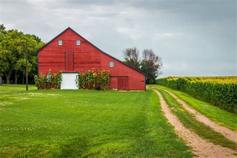 Sunflower Barn - Summer Red Barn, Country Decor, Farm Art, Old Barn ...