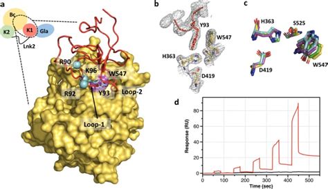 Structure of prothrombin in the closed form reveals new details on the mechanism of activation ...