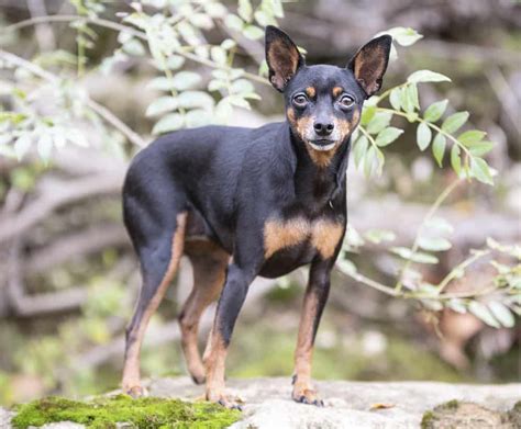 Doberman Pinscher Dog: A Fearless & Loyal Canine Companion - K9 Web