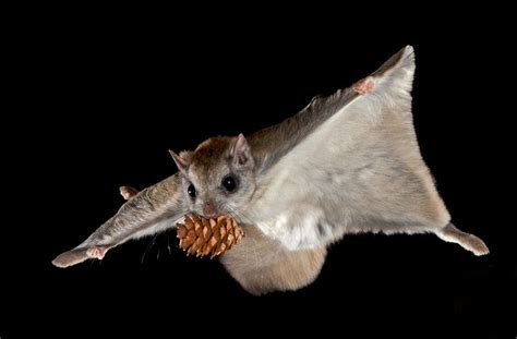 See the Nighttime Acrobatics of Montana’s Flying Squirrels | Flying ...