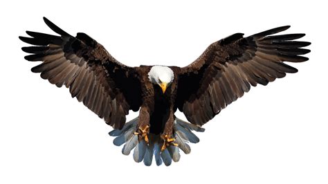 Bald Eagle Bird Stock photography Drawing - Bird png download - 1280*720 - Free Transparent Bald ...