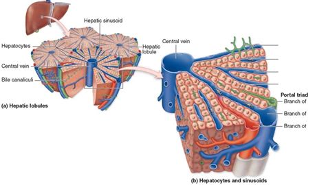 hepatic lobules, hepatocytes, hepatic sinusoids Diagram | Quizlet