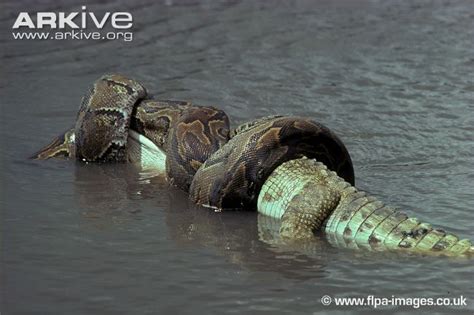 African rock python suffocating crocodile (With images) | Saltwater ...