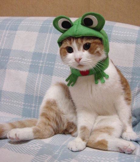 Funny Cat Pictures » Frog Cat