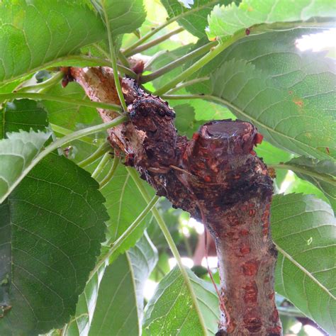 BugBlog: Red Admiral's admirable camouflage