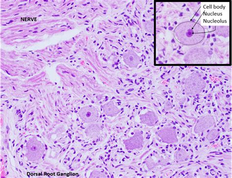 Dorsal Root Ganglia Histology