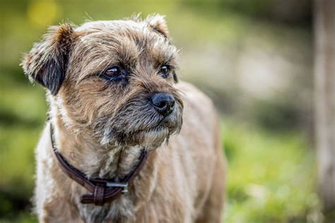 Border Terrier Dog Breed Information & Characteristics