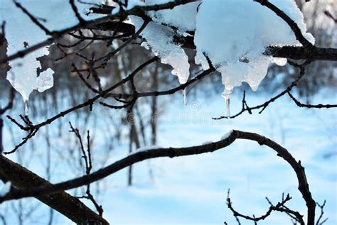 Tree Branch Covered with White Fluffy Snow Close Up, Winter in Forest Stock Photo - Image of ...